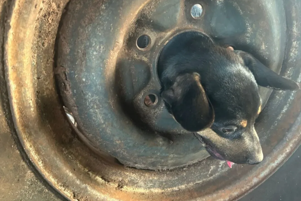 "Deu ruim na roda!": cachorro fica preso e mobiliza resgate